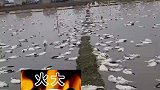 三位六旬老人养7000只鸭子，被人投毒毒死近4000只，损失十几万