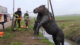 狐狸被玻璃罐卡住头，被男子解救后，狐狸的举动令人感动