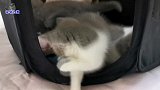 主人拿出猫小时候的产房，几只小奶猫瞬间嗨起来，猫妈举动很暖心