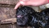 刚出生就与众不同，养殖户愁白了头，彻底砸自己手里了！