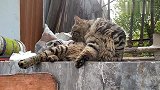 狸花猫高兴的过头了，后来悲剧啦，真逗