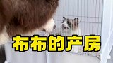布布的产房已到位