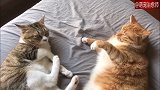 两只猫咪打架还保持着一段距离，猫：是我自己抽筋了！