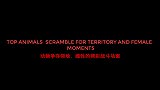 动物争夺领地、雌性的精彩战斗场面，画面高然