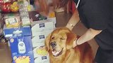 大金毛在超市不愿离开，当主人拿给它一根火腿肠，开心的撒腿就跑