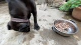 猛犬卡斯罗吃鸡肉，几分钟吃完一盆！
