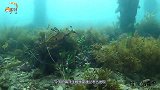 “海中真龙”草海龙，名字很霸气，实力却很弱