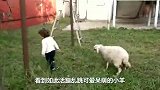 小羊冲向小女孩，临到身前猛然减速，接下来的举动太暖心