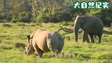 犀牛惹怒大象，大象直接“教育”犀牛，镜头记录全过程