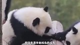 世界上第一只圈养棕色大熊猫-七仔