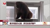 河南郑州 猴子闯进办公室 抓它还会开窗户