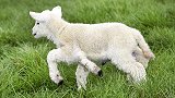 奇葩！英国农场出生一只5条腿的小羊，主人竟把它当宠物来养