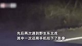 游客自驾遇野生东北虎，当场大喊“我本地的”，下秒老虎反应亮了