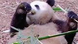 熊猫听见下班铃声狂奔，原来国宝也有打工的烦恼
