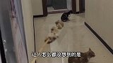 救了一只小流浪猫，我居然收到了猫妈妈的谢礼