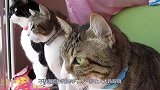 猫咪吃猫粮，不料海鸥作死抢夺，下一秒让人大跌眼镜！