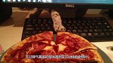 猫咪吃猫粮，不料海鸥作死抢夺，下一秒让人大跌眼镜！