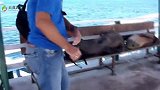海狮想独占长椅，霸气驱赶男子，这么赖皮的海狮头一次见