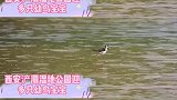 毛茸茸 萌翻了 西安 浐灞湿地公园 迎多只幼鸟