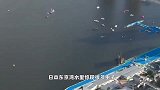 恐怖如斯！东京湾水质又被吐槽，我国运动员训练后满身都是虫子