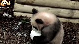 “挖煤”时期的熊猫圆梦，脏兮兮的，但却依旧萌萌的