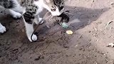 猫：没人给我小鱼干，就只有自己抓老鼠吃了！