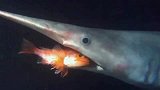 旅游-150302-“深海异形”哥布林鲨 青面獠牙的丑陋怪兽