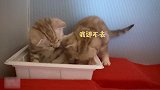 超黏人小奶猫，它的伙伴都受不了：离我远点！