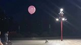 狗狗在路灯下玩顶气球游戏，这么快乐的小狗一定很幸福吧