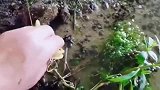 钓黄鳝爱好者抓黄鳝，黄鳝上钩的那一刻太激动了！