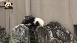 熊猫宝宝守在窗口的小背影超可爱：萌已卖完！什么时候能下班？