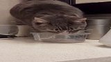 猫咪的喝水方式，还挺有效率的，至少节省了水资源