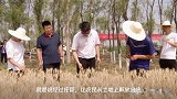 小麦喜“开镰” 农民迎来收获季