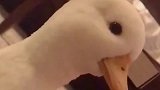 那些你意想不到的宠物——王思聪的宠物王国