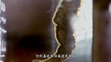 硫酸有多可怕？老外作死将水蛭丢进去，下一秒不淡定了