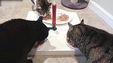 在一个桌子上吃饭的猫咪，看这么好的伙食，猫咪好幸福！