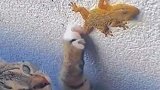 壁虎真是满满的求生欲呀