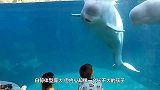 萌娃看鲸鱼，忽然白鲸一个举动，原谅我没忍住！哈哈哈