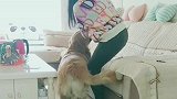 女主人咳嗽几声，金毛居然让她去休息，它来帮女主洗衣服