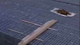 这工程够良心吧！钢筋用料管够