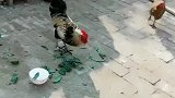 公鸡肉太贵了，吃点素菜将就着吧！