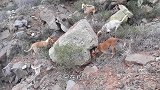 十几条猎犬围着一棵树狂吠，主人抬头一看，瞬间不淡定了！