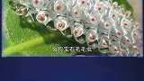 4种神奇的毛毛虫的蜕变