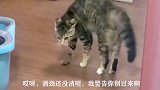 喝醉了的小猫咪不能惹，看了这个，你就知道下场！