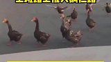 上班路上被大鹅拦路，我铁锅呢安排上