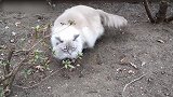蹲在土地上的猫咪，看这呆萌的小眼神，还真是逗呢！