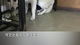 像其他狗狗一样快乐的生活，就是海丽主人最大的愿望