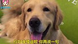 金毛被男主人骂傻逼，金毛：你在谁一句试试，看我不揍你