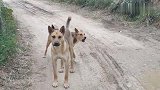 两条大狼狗拦路，吼的那么凶谁敢过呀，这路是你家的吗