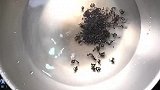 来一口冰冰凉凉，降火解腻的奶茶仙草冻吧，孩子都爱吃